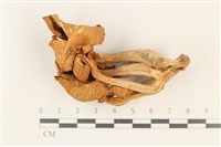登錄號:F0037754藏品圖，第1張