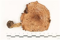 登錄號:F0037755藏品圖，第1張