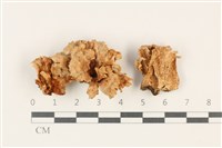 登錄號:F0037757藏品圖，第1張