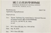 濕傘屬藏品圖，第2張