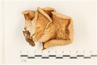 登錄號:F0037761藏品圖，第3張