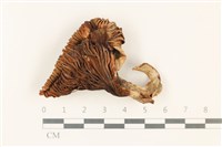 登錄號:F0037762藏品圖，第1張