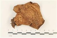 登錄號:F0037764藏品圖，第1張