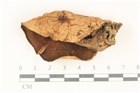 登錄號:F0037766藏品圖，第1張
