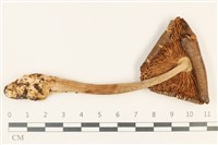 登錄號:F0037767藏品圖，第3張