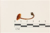 登錄號:F0037769藏品圖，第1張