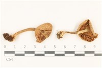 登錄號:F0037770藏品圖，第1張