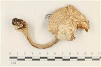 登錄號:F0037771藏品圖，第1張