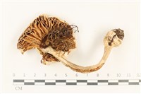 登錄號:F0037771藏品圖，第3張