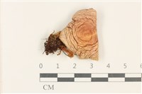 登錄號:F0037775藏品圖，第1張