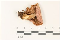 登錄號:F0037775藏品圖，第3張