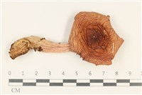 登錄號:F0037779藏品圖，第1張