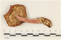 登錄號:F0037779藏品圖，第3張