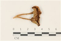 登錄號:F0037780藏品圖，第1張