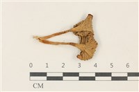 登錄號:F0037780藏品圖，第3張