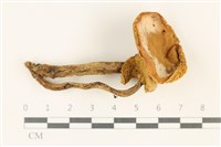登錄號:F0037781藏品圖，第1張