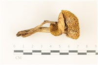 登錄號:F0037781藏品圖，第3張