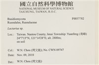 乳菇屬藏品圖，第2張