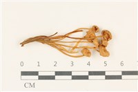 登錄號:F0037783藏品圖，第1張
