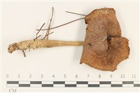 登錄號:F0037785藏品圖，第1張