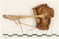 登錄號:F0037785藏品圖，第3張