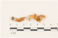登錄號:F0037787藏品圖，第1張