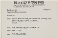 小菇屬藏品圖，第2張