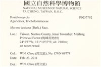 利氏小菇藏品圖，第2張