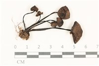 登錄號:F0037793藏品圖，第1張