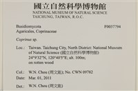 鬼傘屬藏品圖，第2張