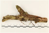 登錄號:F0037799藏品圖，第1張