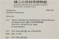 炭角菌屬藏品圖，第2張