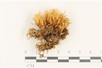 登錄號:F0037803藏品圖，第1張