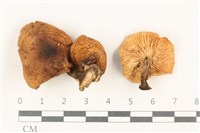 登錄號:F0037804藏品圖，第1張