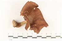 登錄號:F0037805藏品圖，第1張