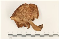 登錄號:F0037805藏品圖，第3張