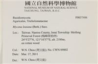 利氏小菇藏品圖，第2張