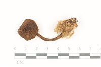 登錄號:F0037812藏品圖，第1張