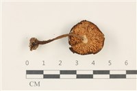 登錄號:F0037817藏品圖，第3張