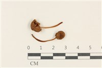 登錄號:F0037818藏品圖，第1張
