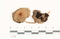 登錄號:F0037821藏品圖，第1張