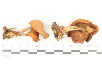 登錄號:F0037823藏品圖，第1張