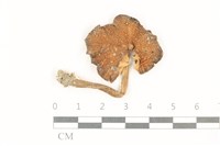 登錄號:F0037824藏品圖，第1張