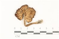 登錄號:F0037824藏品圖，第3張