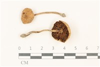 登錄號:F0037828藏品圖，第1張