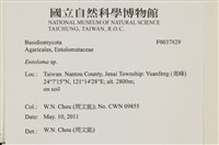 粉褶菌屬藏品圖，第2張
