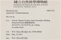 小菇屬藏品圖，第2張