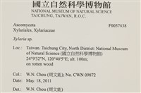 炭角菌屬藏品圖，第2張