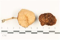 登錄號:F0037841藏品圖，第1張