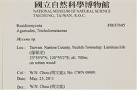小菇屬藏品圖，第2張